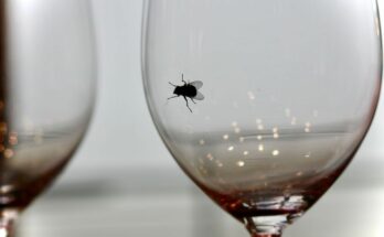 A fly fell into your glass: should you drink it anyway?  Here is the opinion of scientists