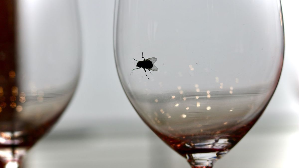 A fly fell into your glass: should you drink it anyway?  Here is the opinion of scientists