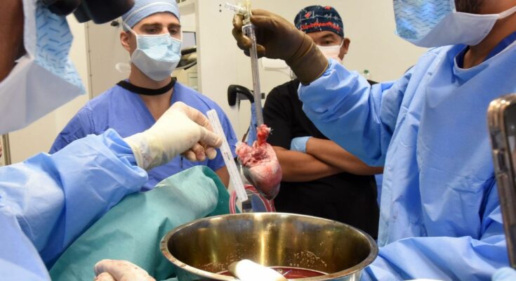 A pig heart transplanted into a human for the second time