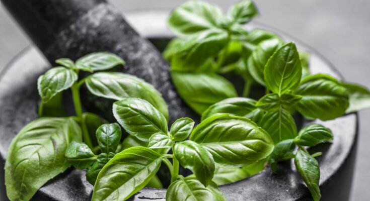 Basil is so healthy for body and mind
