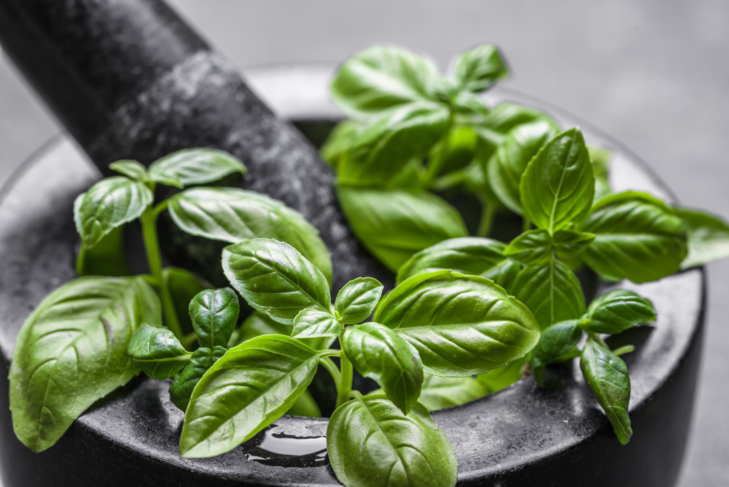 Basil is so healthy for body and mind