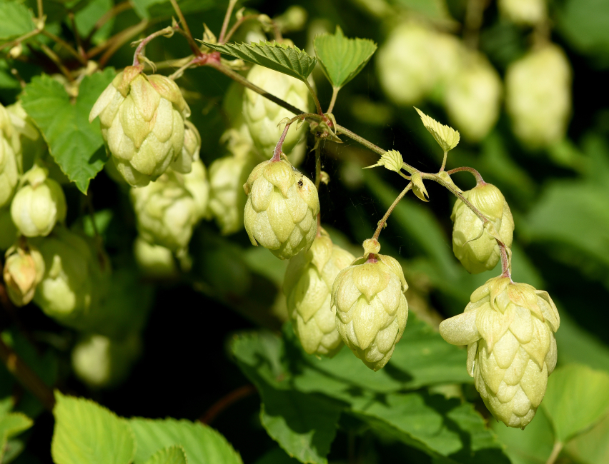 Medicinal plants: Hops have an effect on the intestinal flora against metabolic syndrome
