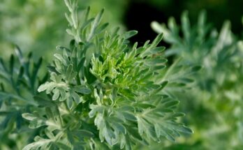 Medicinal plants: Wormwood can help against these complaints