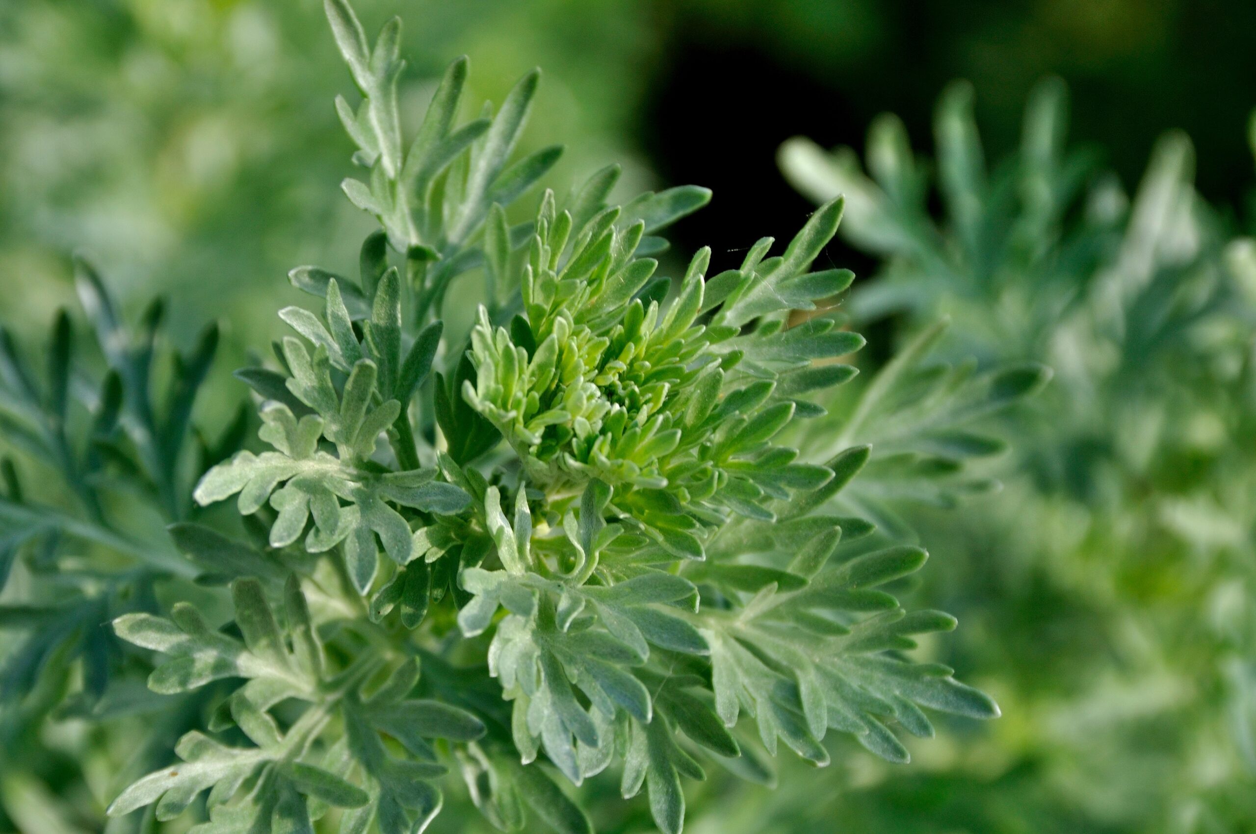 Medicinal plants: Wormwood can help against these complaints