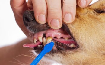 Pomegranate mouthwash for healthy dog ​​teeth