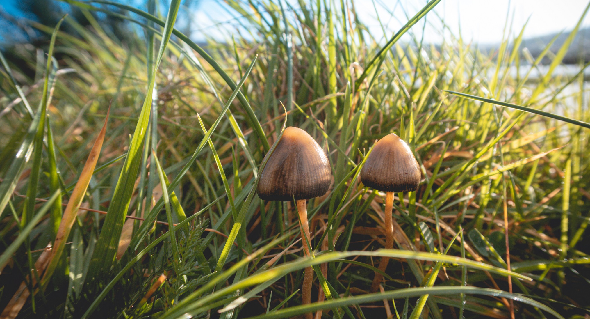Psilocybin: “Magic mushrooms” as a new approach to mental illnesses such as depression?
