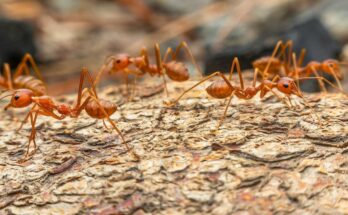 The fire ant will invade France and here is why it is very bad news for our health