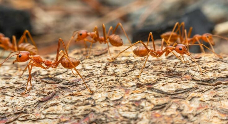 The fire ant will invade France and here is why it is very bad news for our health
