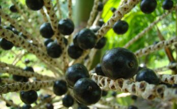 This Amazonian berry is a superfood!