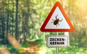 Ticks: Vaccination against Lyme disease possible