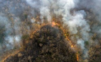 Wildfires: smoke could harm brain health