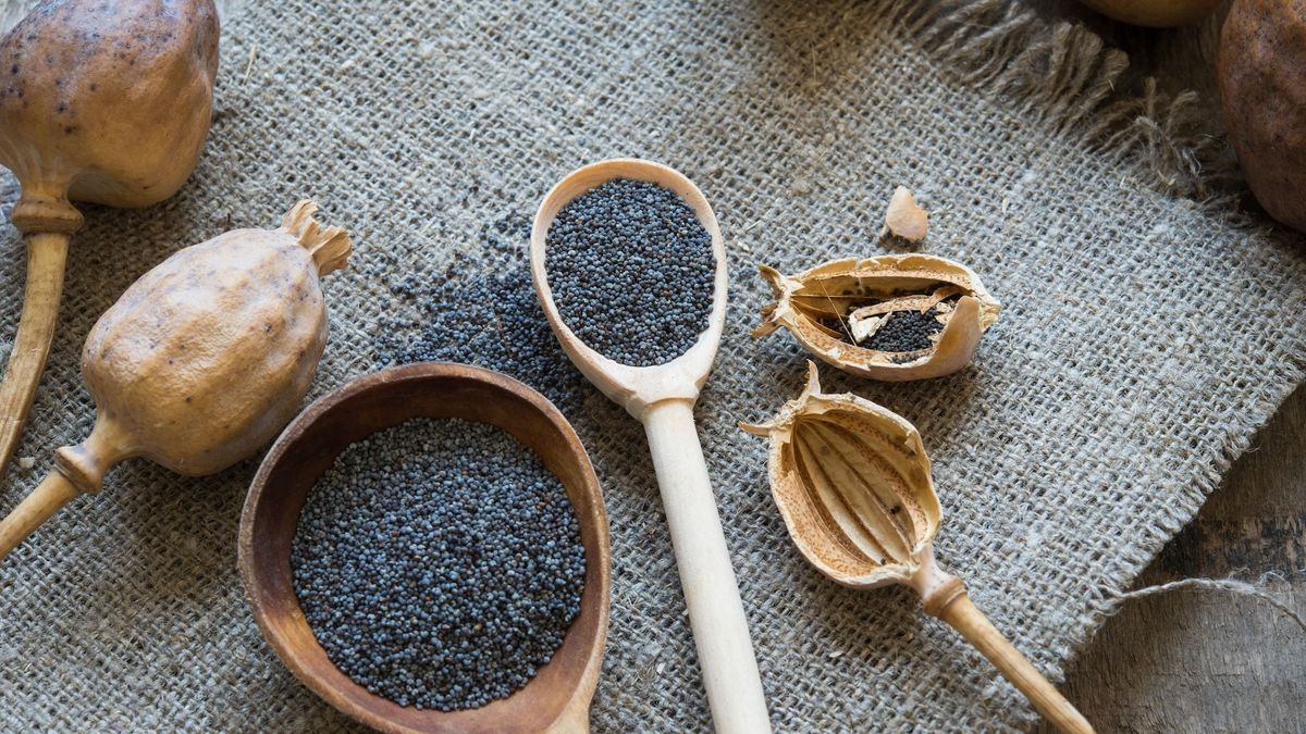Poppy seeds: between benefits and risks of toxicity