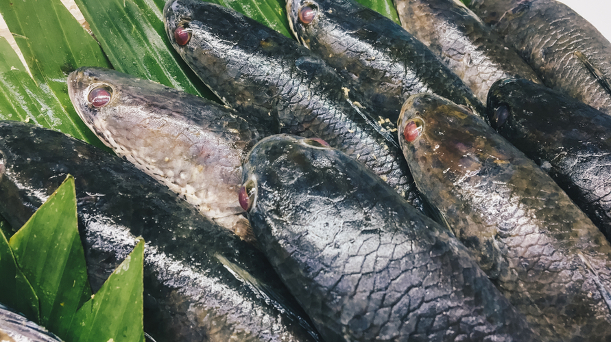 Snakehead fish is a freshwater fish that is rich in nutritional content