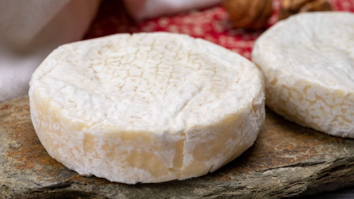 Do not consume this cheese contaminated with Escherichia Coli bacteria!