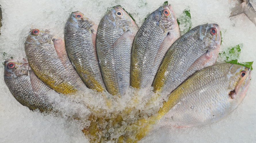 Yellow snapper is no less delicious and nutritious than sea bass