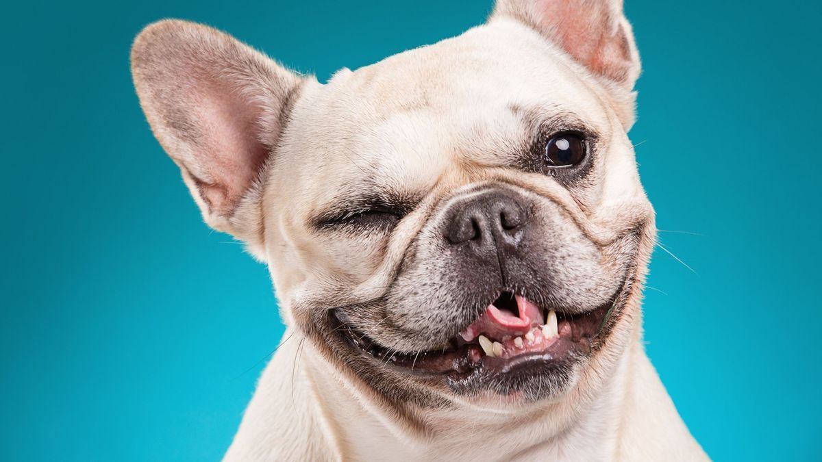 Are you having trouble understanding your dog?  Maybe it's his physical appearance.