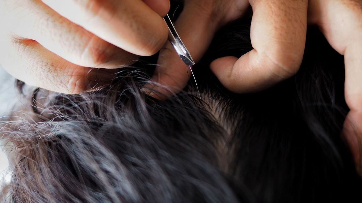 Does pulling out one gray hair really cause others to grow back?