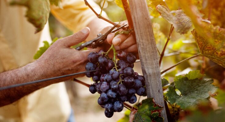 Grapes protect the eyes and prevent diseases
