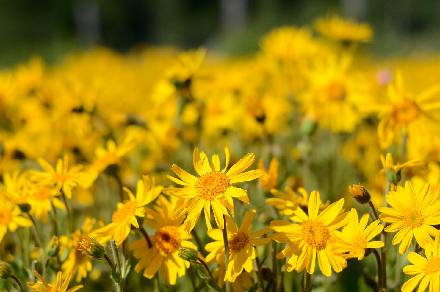 Medicinal plants: Arnica relieves inflammation and promotes wound healing