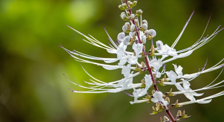 Medicinal plants: Cat's beard for kidney problems and drug-resistant bacteria