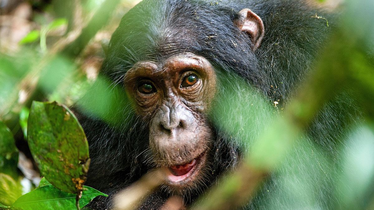 Menopause also exists in female chimpanzees, scientists discover