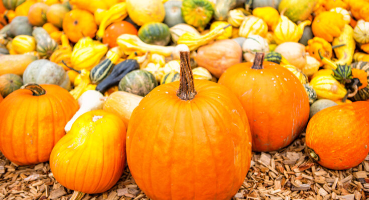 Nutrition: Pumpkin as a seasonal superfood