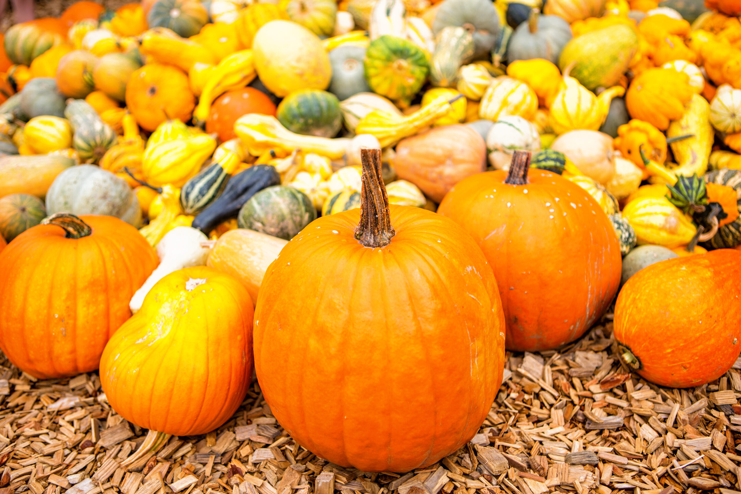 Nutrition: Pumpkin as a seasonal superfood