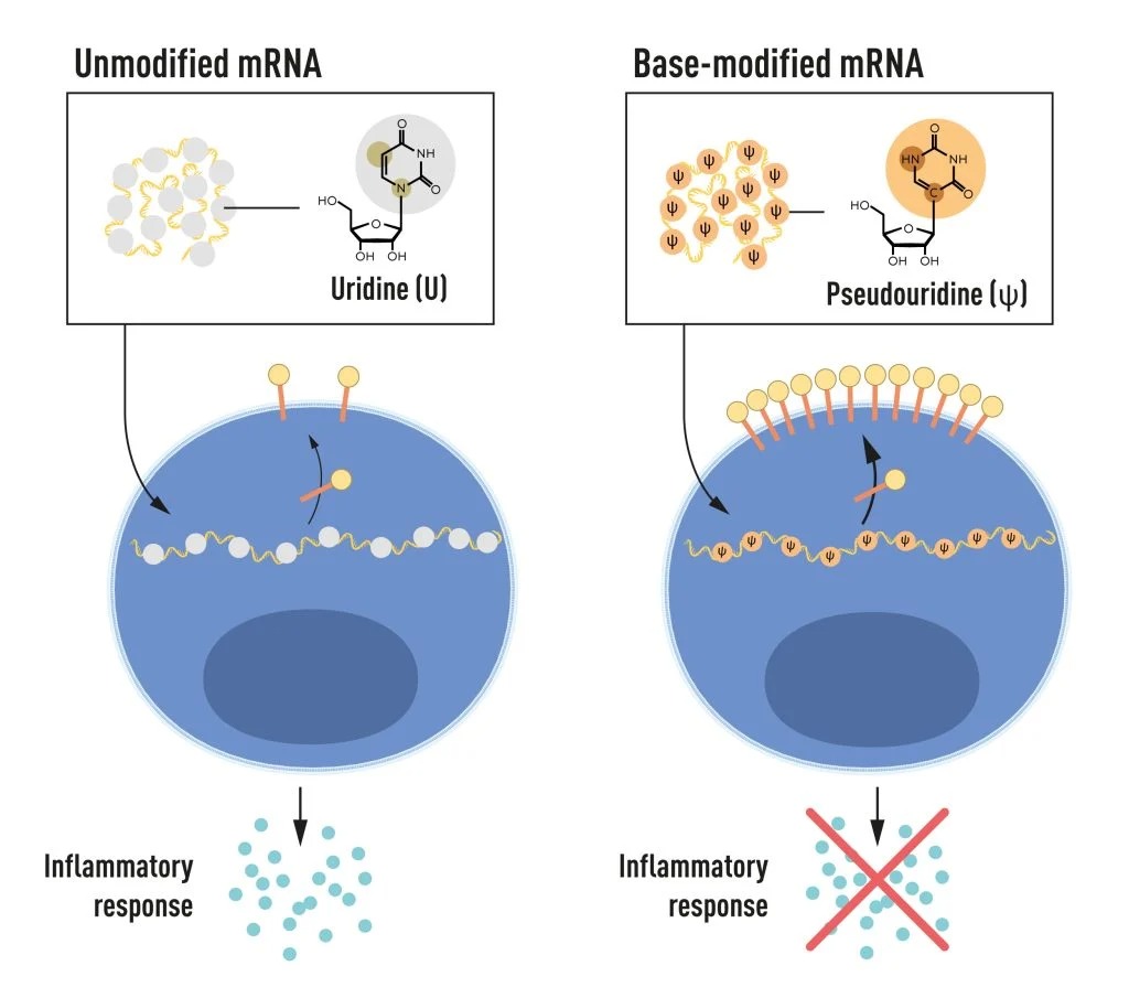 mRNA contains four different bases, abbreviated A, U, G and C. Nobel laureates discovered that base-modified mRNA can be used to block the activation of inflammatory reactions (secretion of signaling molecules) and increase protein production when mRNA is delivered to cells. 