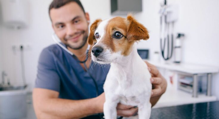 The cost of veterinary expenses worries pet owners