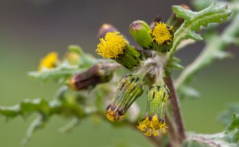 Common groundsel – ingredients, effects and application