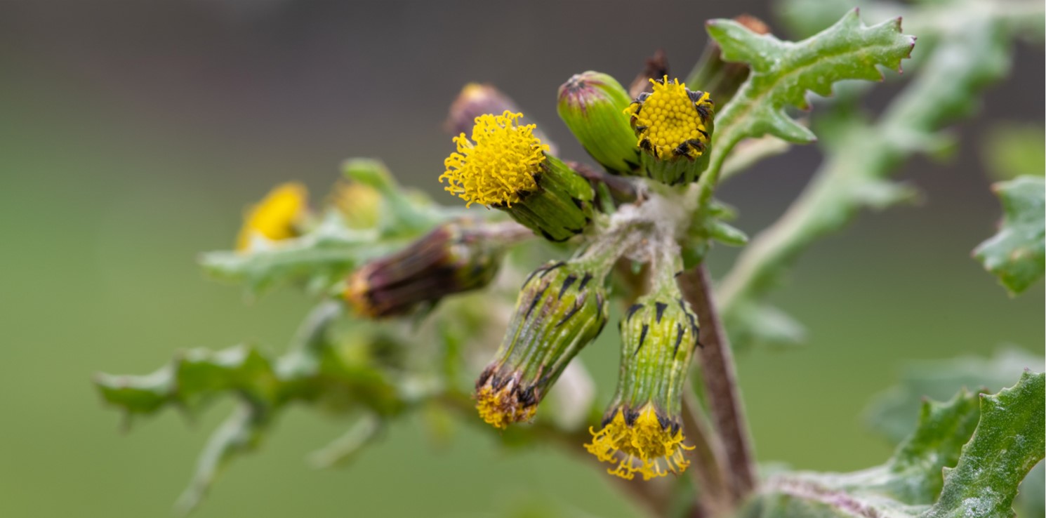 Common groundsel – ingredients, effects and application
