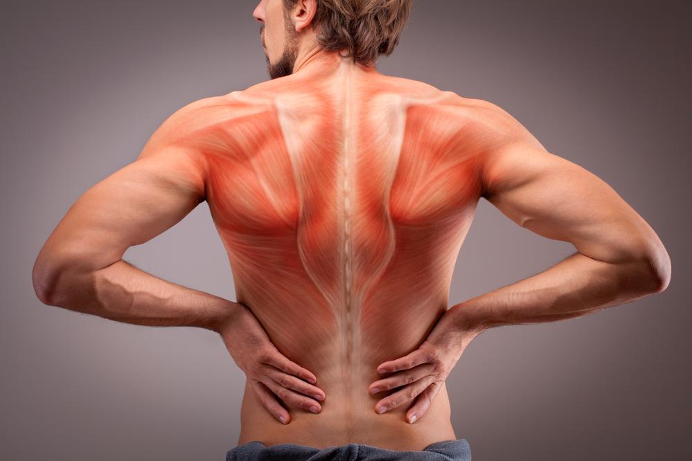 Mobility, flexibility, strength and endurance of the back —  key factors for maintaining spinal health and preventing pain