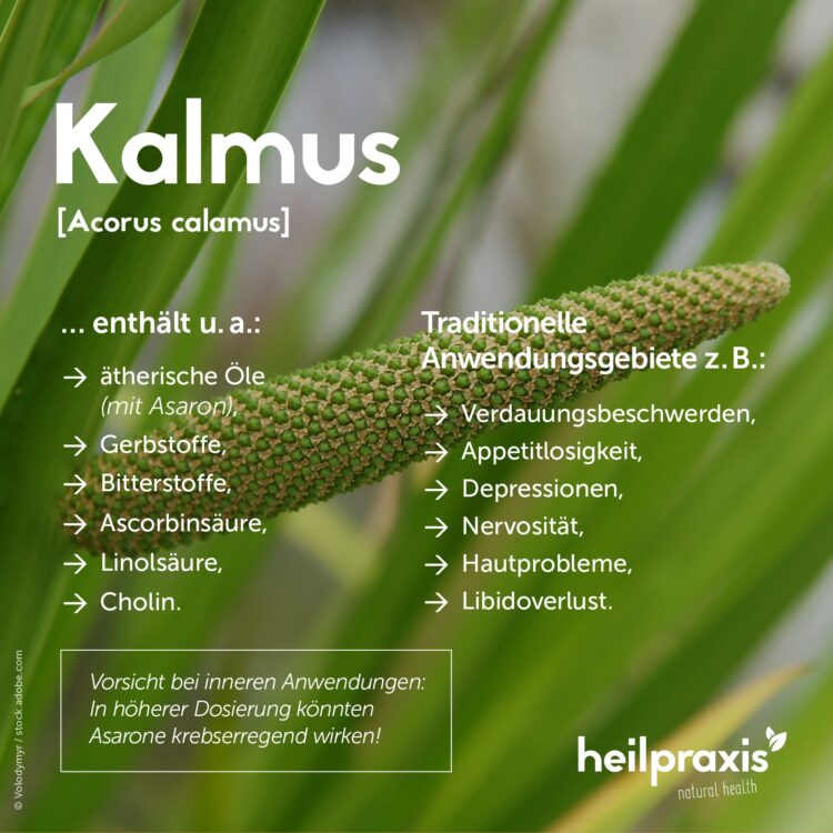 Overview graphic of the ingredients and areas of application of calamus
