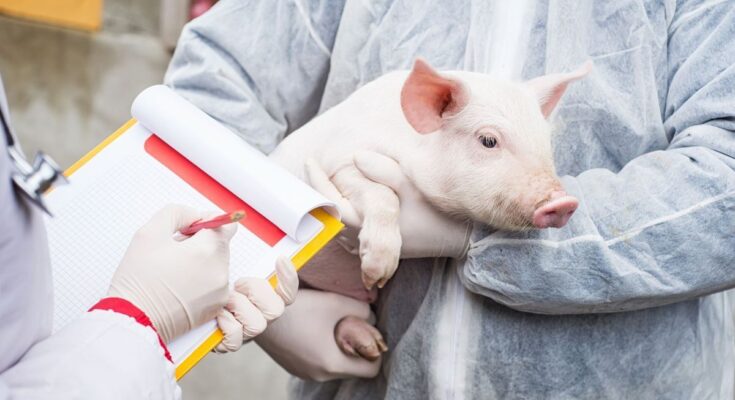 Case of swine flu detected in humans detected in UK