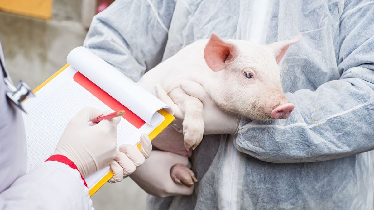 Case of swine flu detected in humans detected in UK