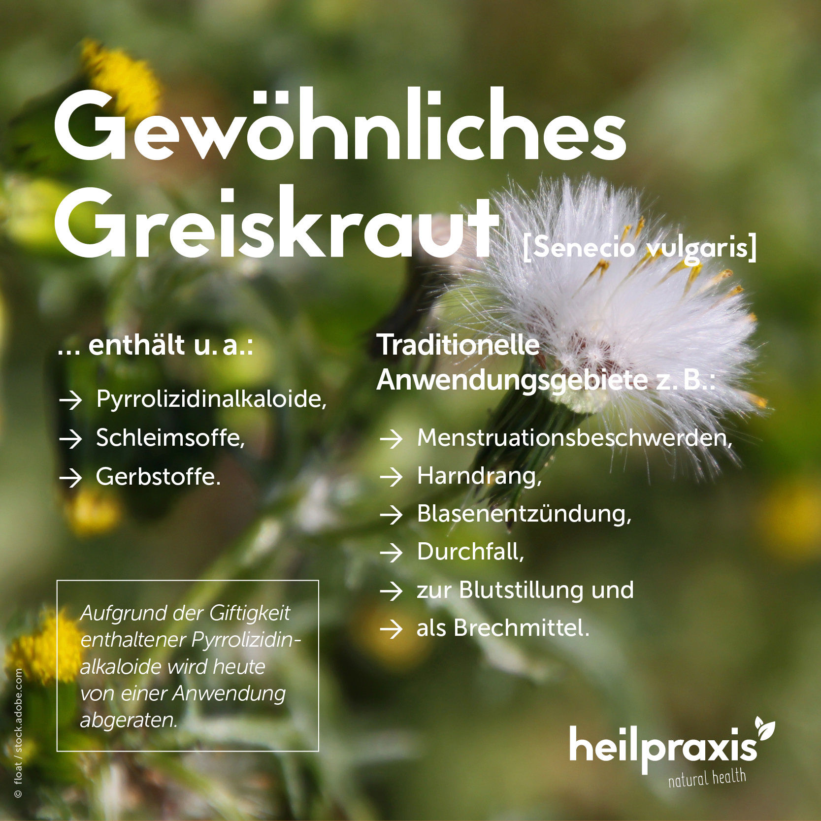 Overview graphic of the ingredients and application of common groundsel