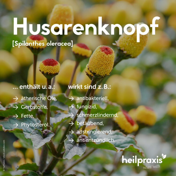 Overview of the most important ingredients and effects of Hussaren Knopf