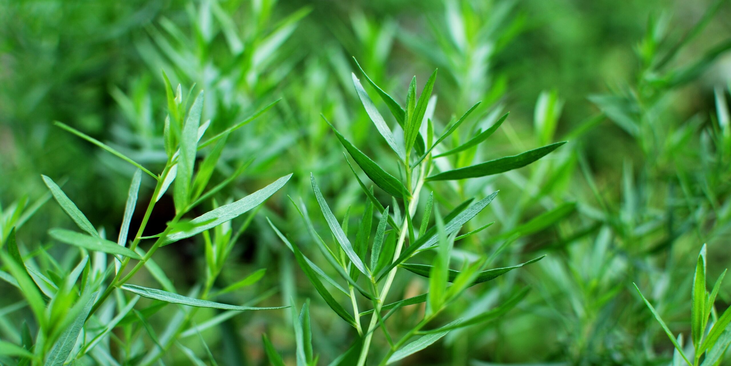 Tarragon – ingredients, effects and application