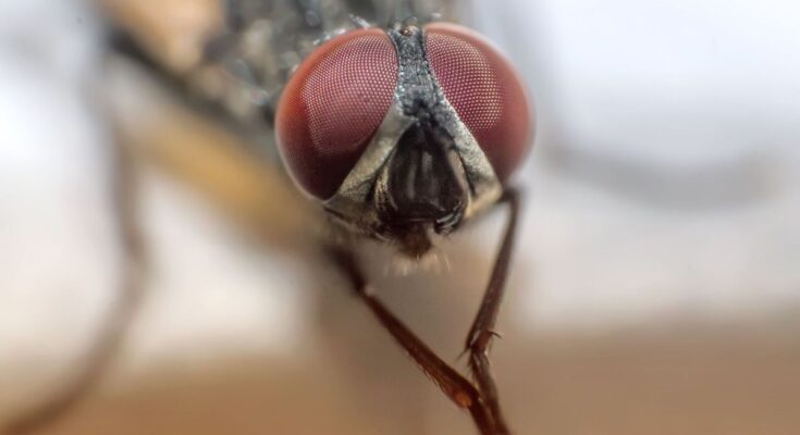 Unusual: a fly discovered intact in a patient's colon