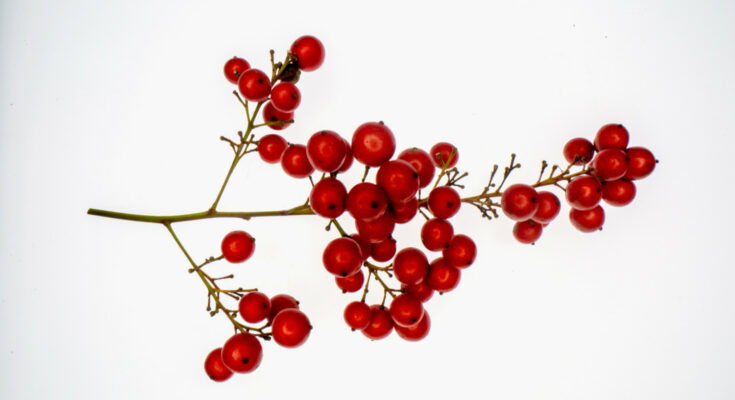 What are the health benefits of viburnum: 5 properties