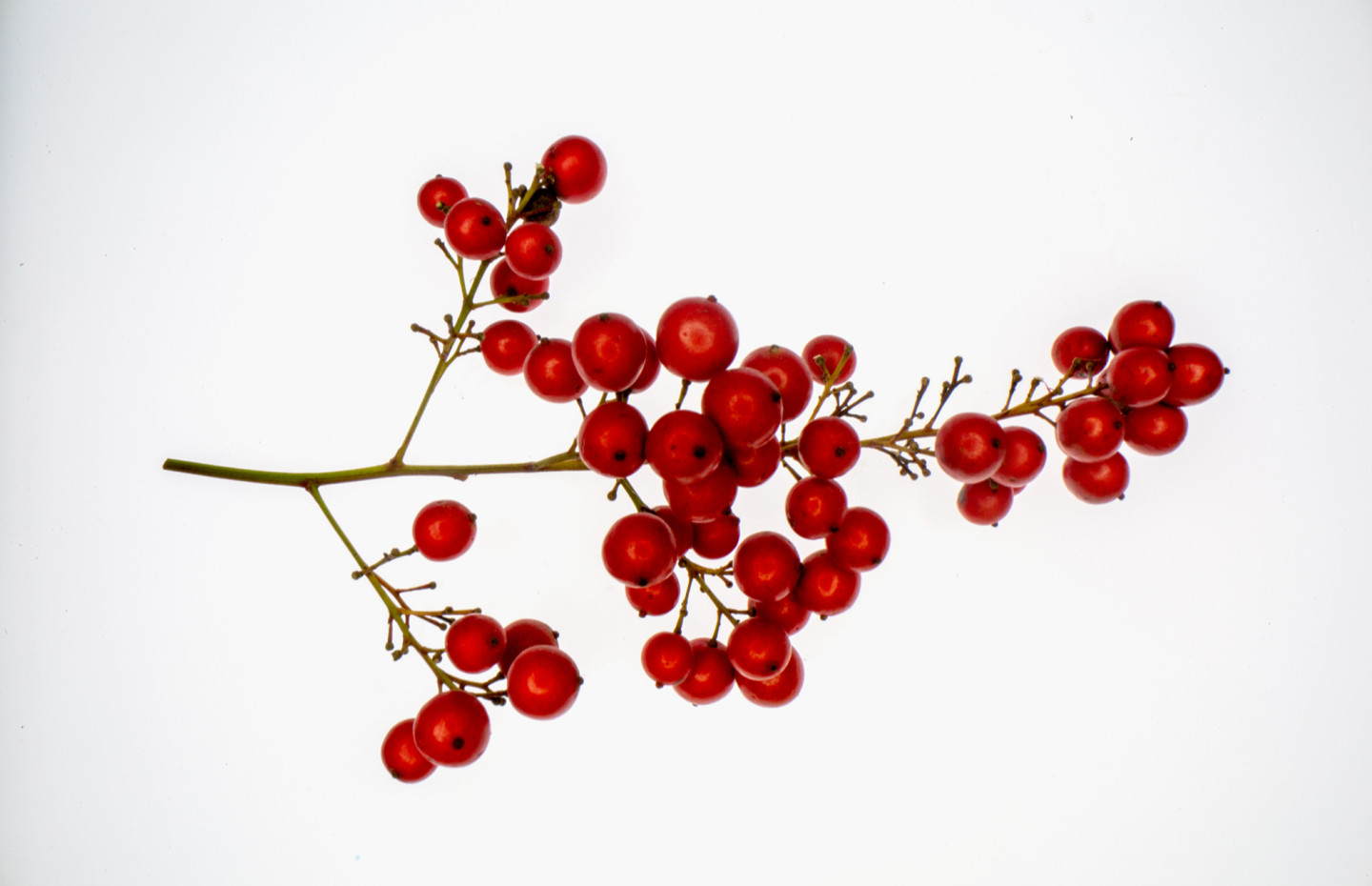 What are the health benefits of viburnum: 5 properties