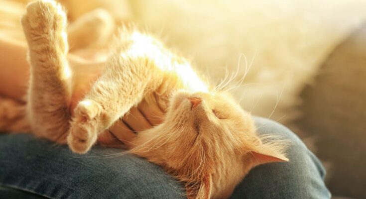 4 little-known reasons why your cat sleeps on your lap