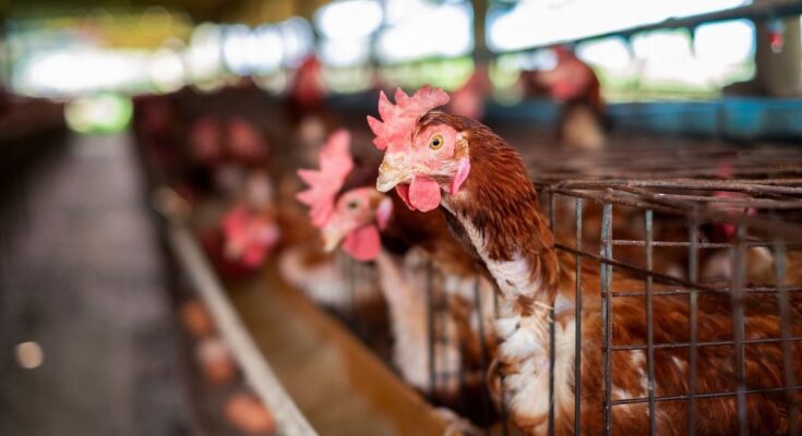 Avian flu among our European neighbors: should we be worried?