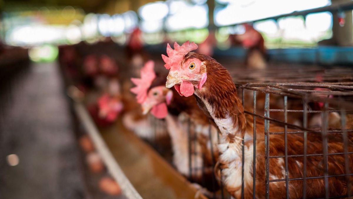 Avian flu among our European neighbors: should we be worried?