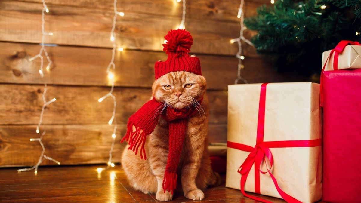 Have you thought about a Christmas gift for your pet?