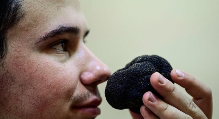 In Spain, a black truffle boom looks like providence