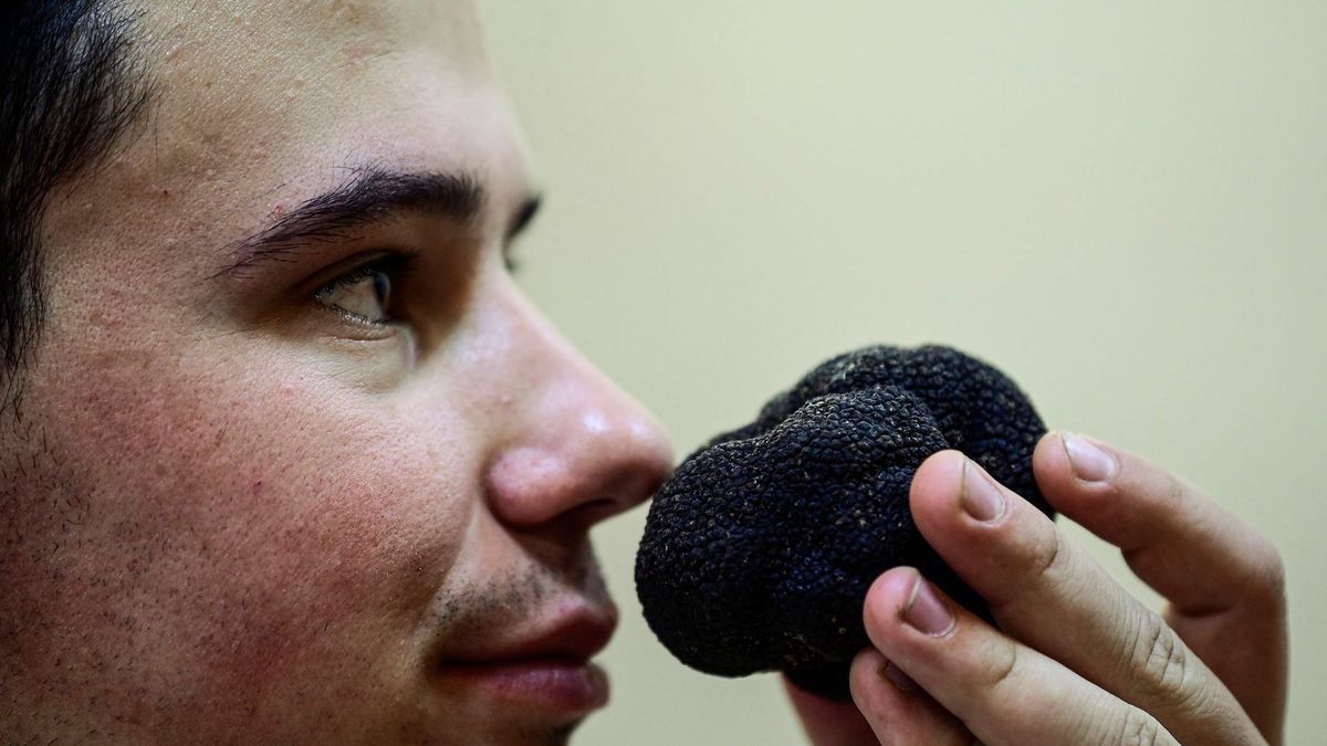 In Spain, a black truffle boom looks like providence