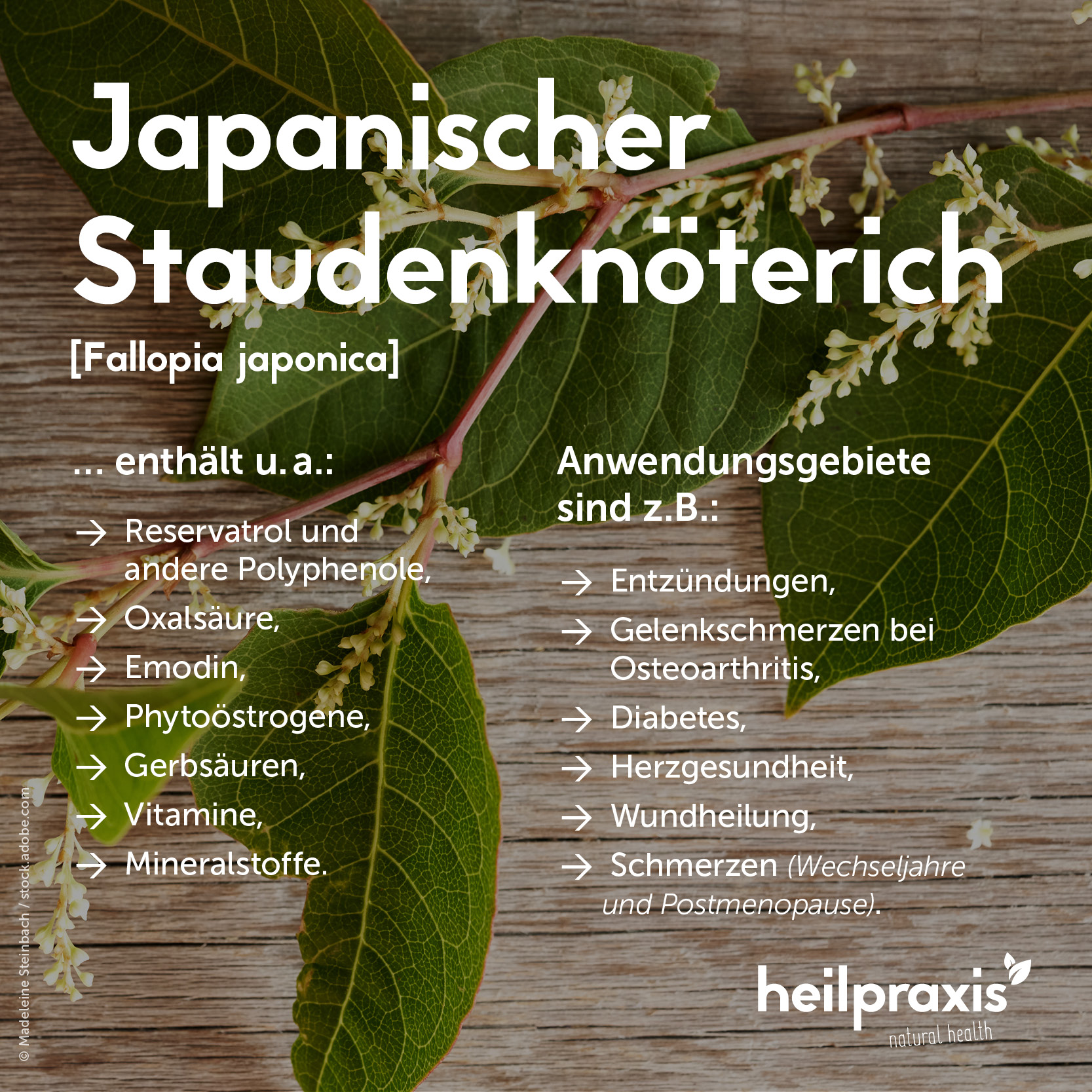 Overview graphic of the ingredients and application of Japanese knotweed