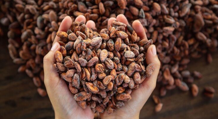 True or false: cocoa improves cognitive performance