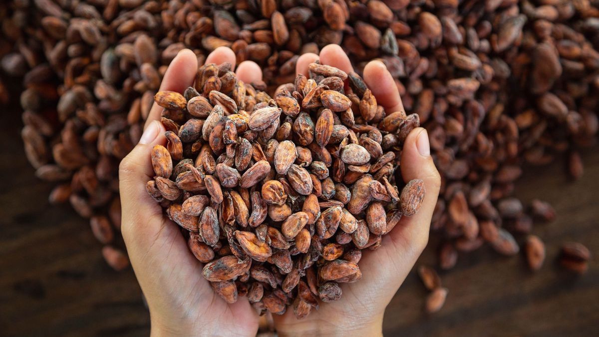 True or false: cocoa improves cognitive performance